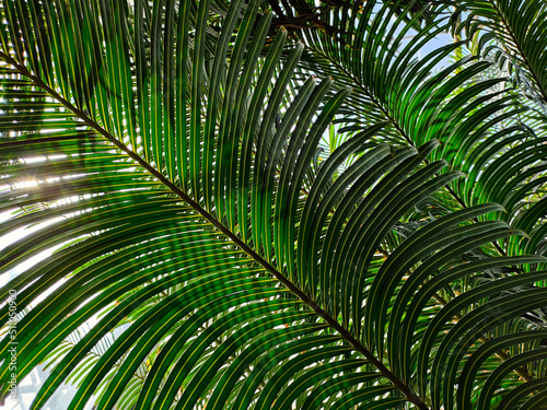 Palm tree leaves closeup view. Rays of the sun passing through palm leaves