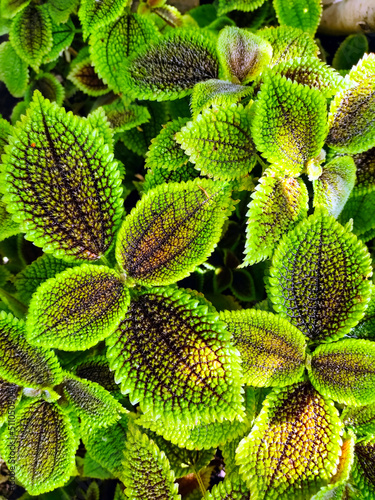 Fényképezés Pilea mollis - flowering plant in the family Urticaceae