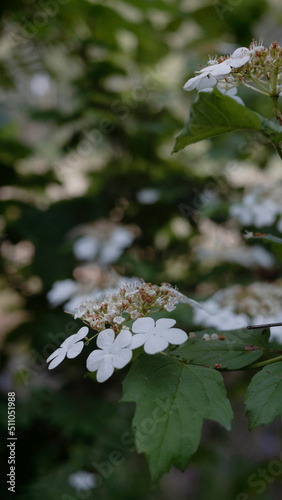 Kalina koralowa (Viburnum opulus L.) photo