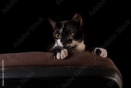 Gatinho preto e branco Frajola com olhos amarelos photo