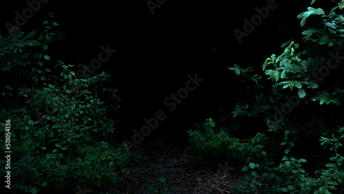 Tropical rainforest foliage plants bushes on dark background