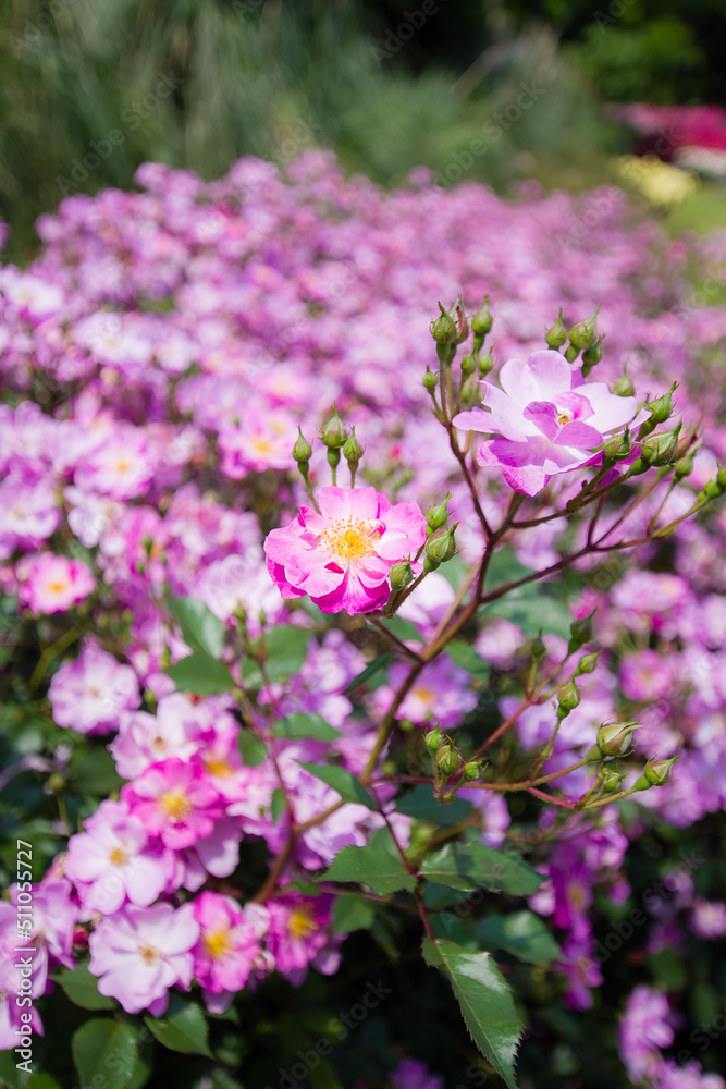 蜻蛉池公園(大阪府岸和田市)の薔薇 蜻蛉池公園(大阪府岸和田市)の薔薇