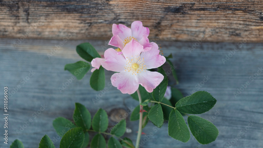 Róża dzika (Rosa canina L.) - obrazy, fototapety, plakaty 