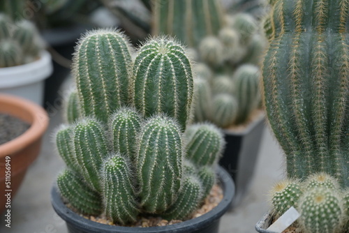 Cactus cultivar Parodia 'Albispina' or White Ball Cactus, Scientific name Parodia Leninghausii Albispina, has long stems with small white thorns that surround the stems that can clump and grow in pot
 photo