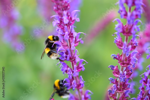 Bees on flowers © Chris