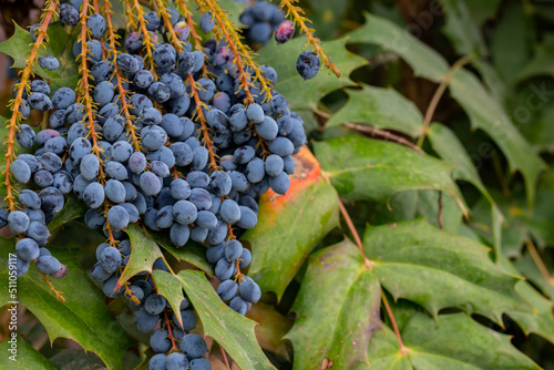 close-up of Mahonia aquifolium Oregon grape or Oregon grape , blue fruits and green and red leaves on a wooden background, selective focus photo