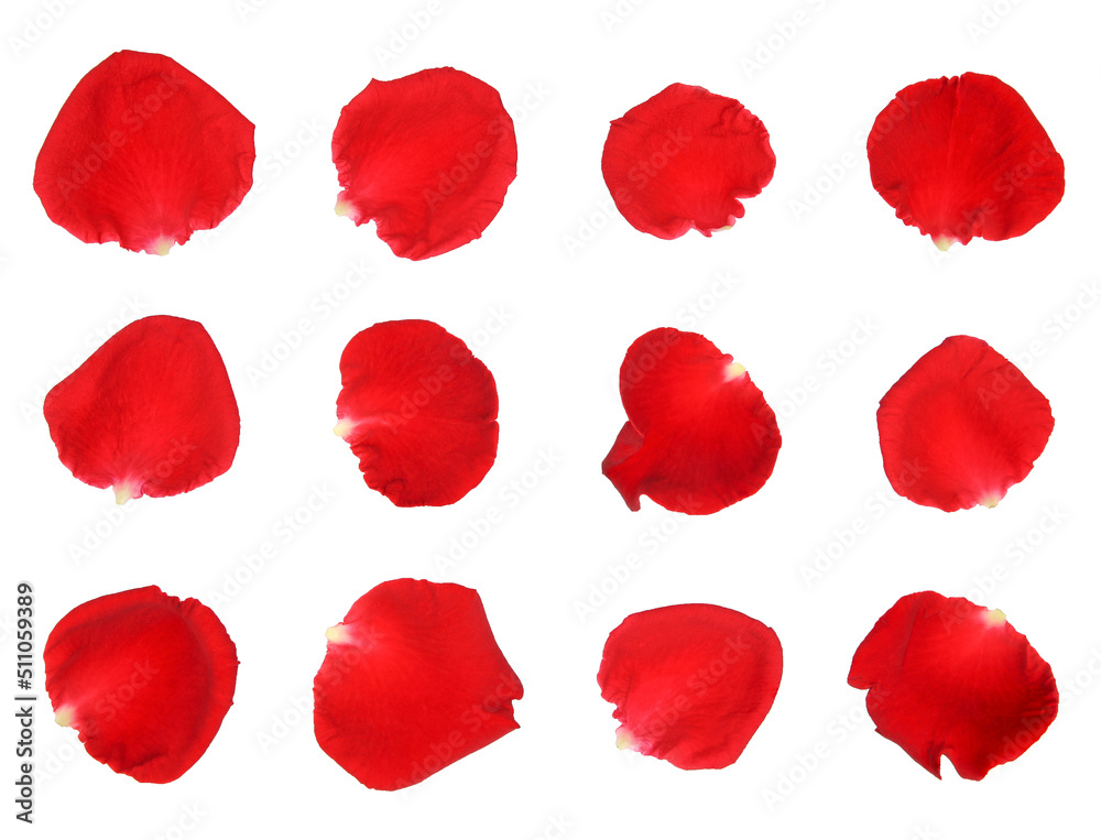 red rose petals isolated on a white background.
red rose petals isolated on a white background.