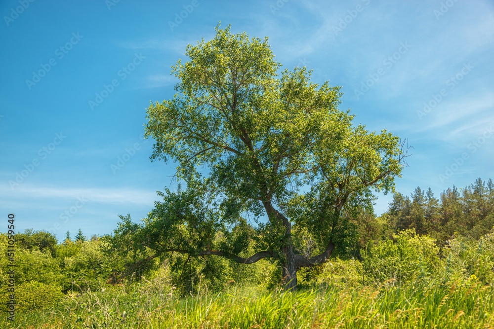 Fototapeta premium beautiful meadow on the hills with grass and flowers against the background of the sea and the sky