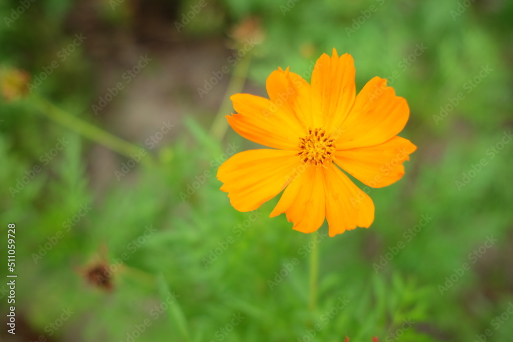 selective focus on beautiful blooming orange cosmos flower with blurred background selective focus on beautiful blooming orange cosmos flower with blurred background