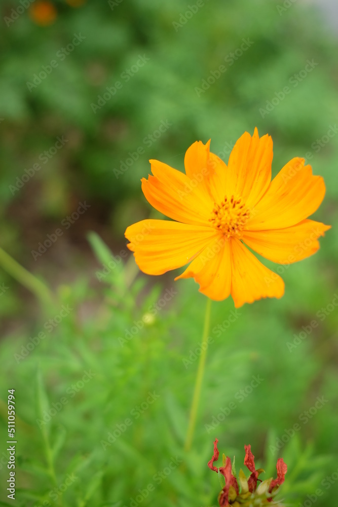 focus on beautiful blooming orange cosmos flower in the garden with blurred background in vertical frame focus on beautiful blooming orange cosmos flower in the garden with blurred background in vertical frame