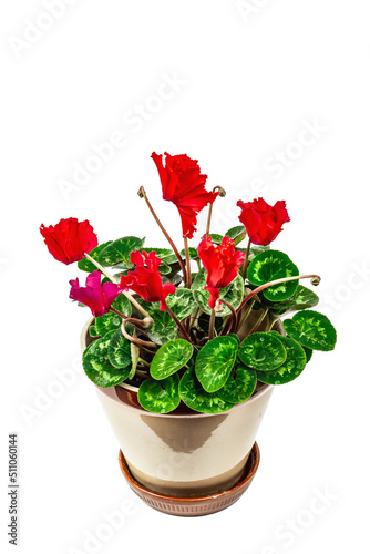 Cyclamen in a plant pot isolated on white background. Red flowering houseplant