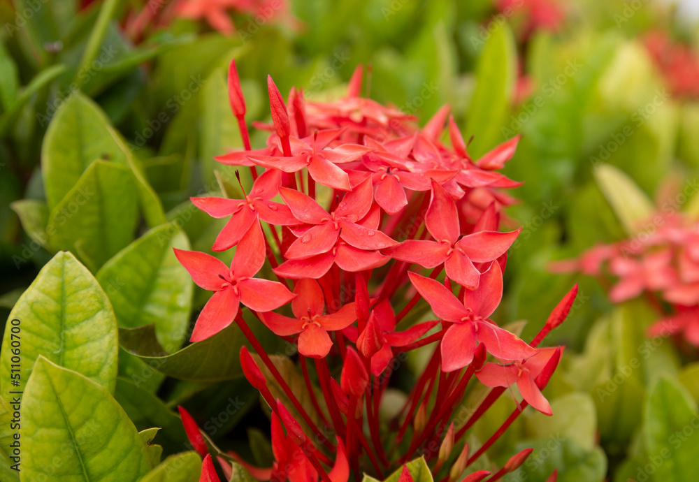 beautiful red needle flower or flower blooming in the garden