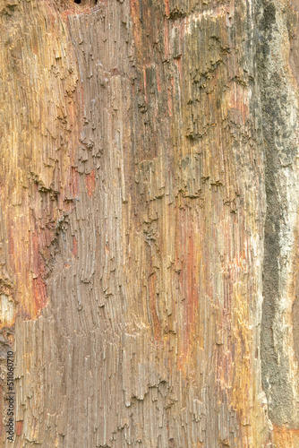 petrified wood surface that belongs to nature