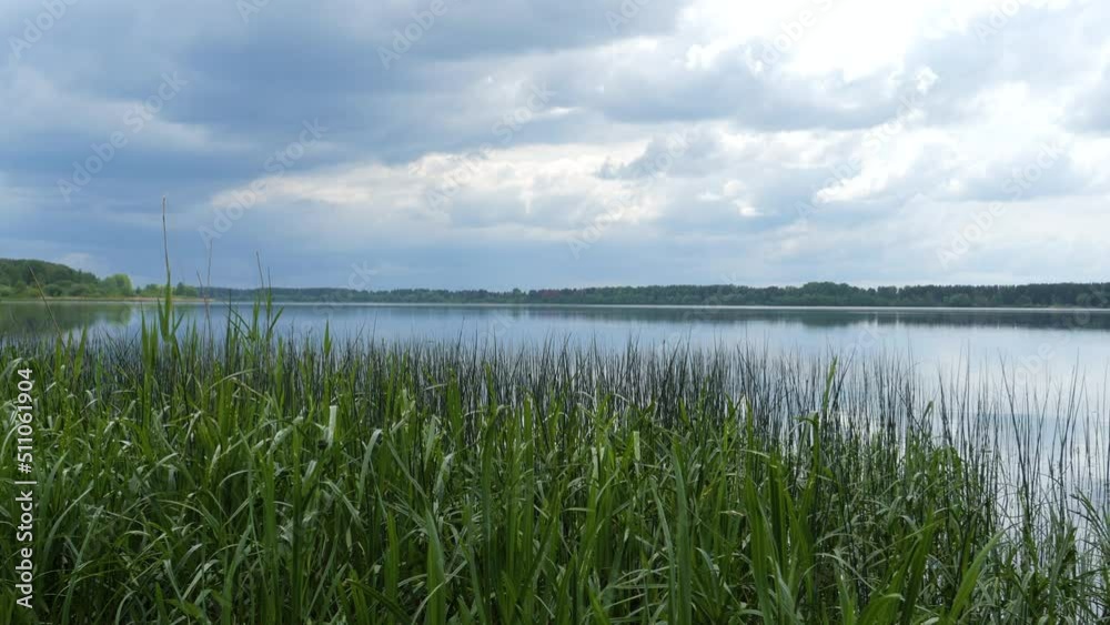 Beautiful summer landscape. Grass grows on the banks of the river, a forest is visible in the distance. Calming nature background Beautiful summer landscape. Grass grows on the banks of the river, a forest is visible in the distance. Calming nature background