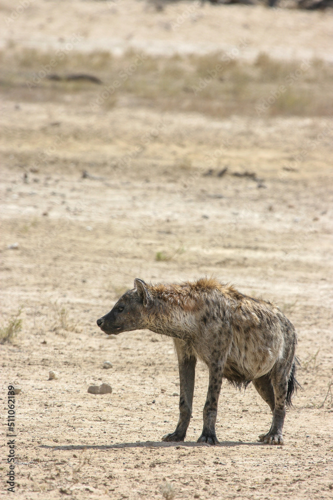Fototapeta premium Spotted Hyena in the Kgalagadi