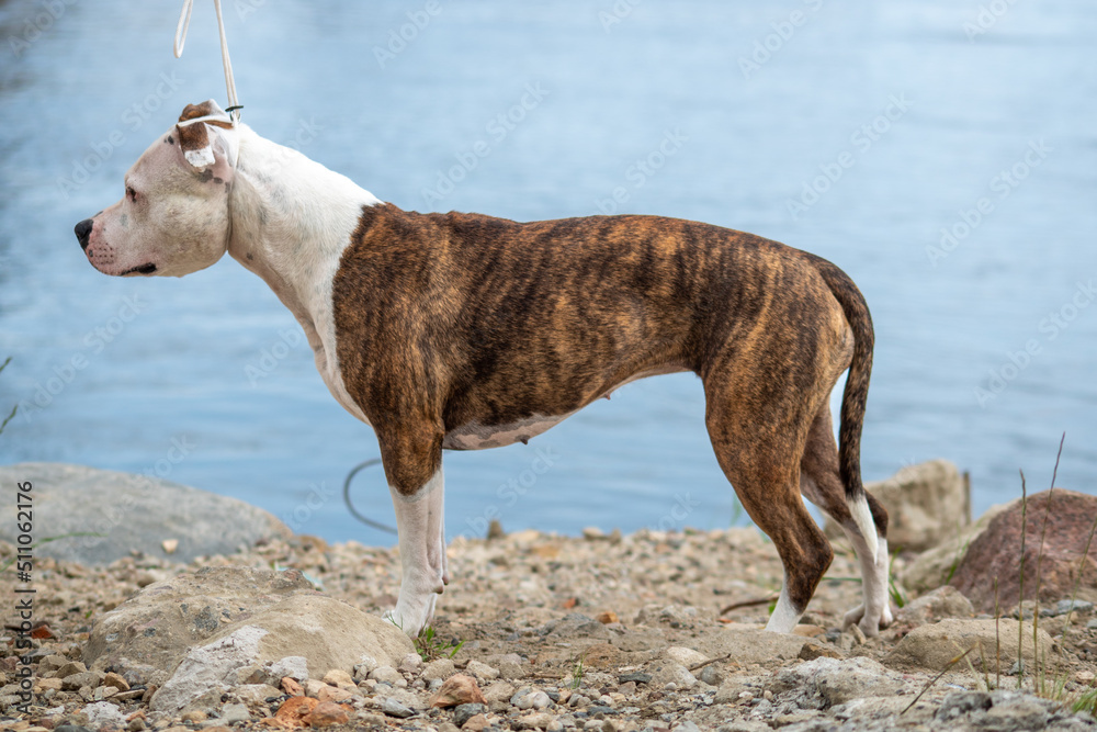 AMSTAFF