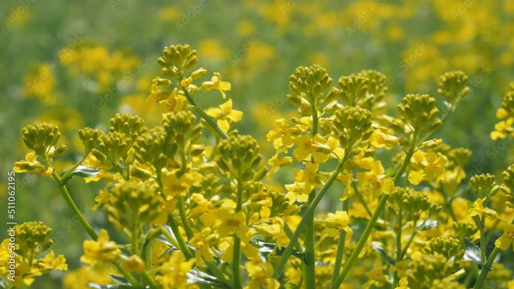Yellow rapeseed flowers sway in the wind in a field. Summer nature background Yellow rapeseed flowers sway in the wind in a field. Summer nature background