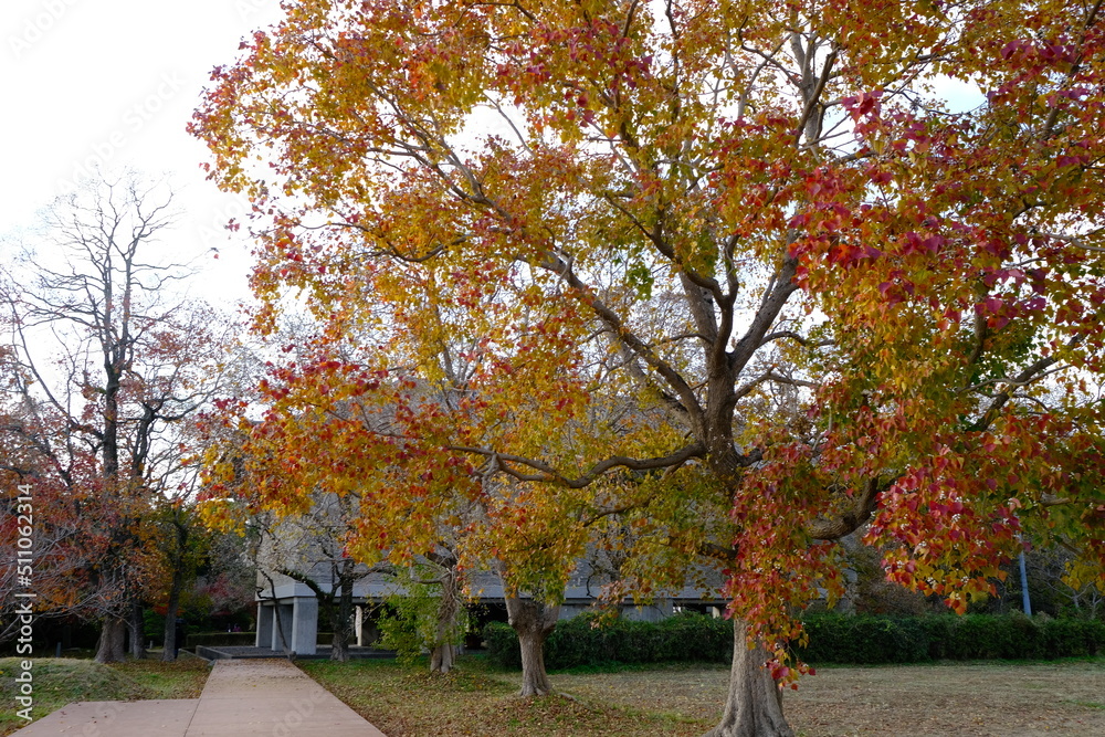 Naklejka premium autumn in the park