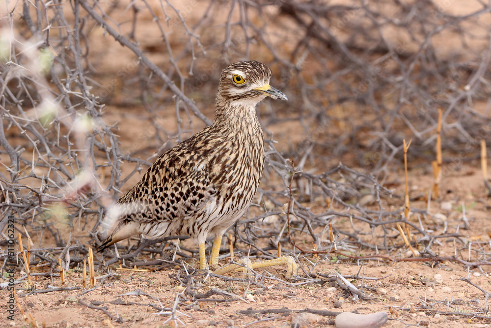 Spotted Thick-knee or Dikkop, Kgalagadi Spotted Thick-knee or Dikkop, Kgalagadi