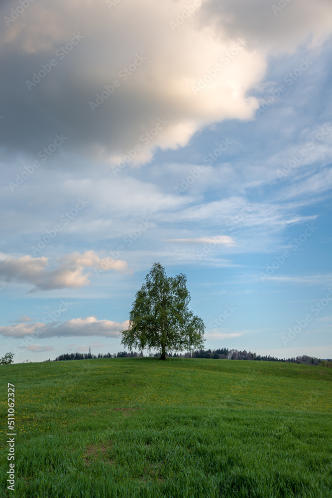 Tree in the meadows in the countryside at sunset Tree in the meadows in the countryside at sunset