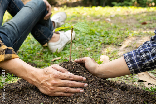 The hands of two people help each other are planting young seedlings on fertile ground, taking care of growing plants. World environment day concept, protecting nature