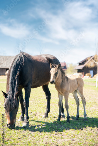 white foal and brown mother horse are standing in field, mother eating grass and foal is looking inti camera
