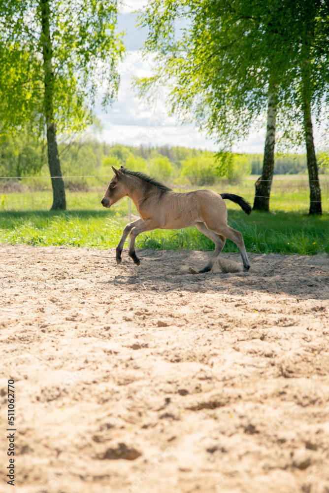 young foal running in sand arena with trees in the background, grey young foal young foal running in sand arena with trees in the background, grey young foal