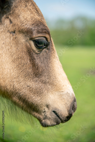 close up face of little foal, brown grey color young horse side face