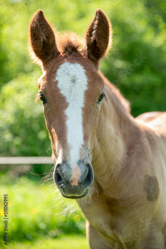 Brown young foal looking straight to camera  portrait of young horse in farm