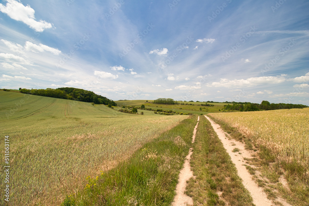 A dusty path between grain fields in spring day under white clouds.