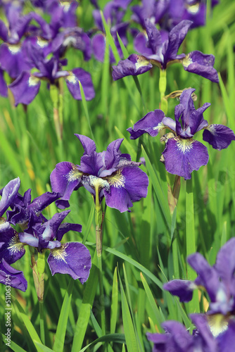 Close up of a bed of sunlit Siberian iris, Derbyshire England 
