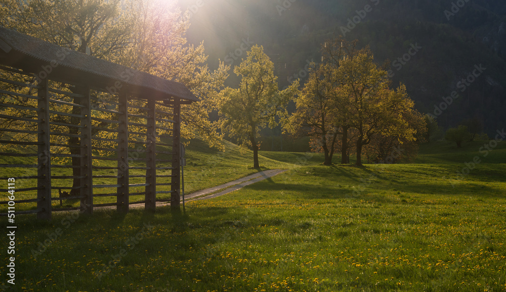 Fototapeta premium Tree in the meadows in the countryside at sunset