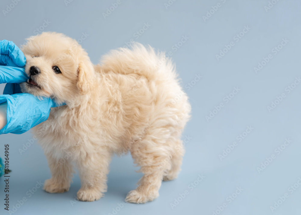Hands in rubber medical gloves give a pill to a small poodle puppy a place to text