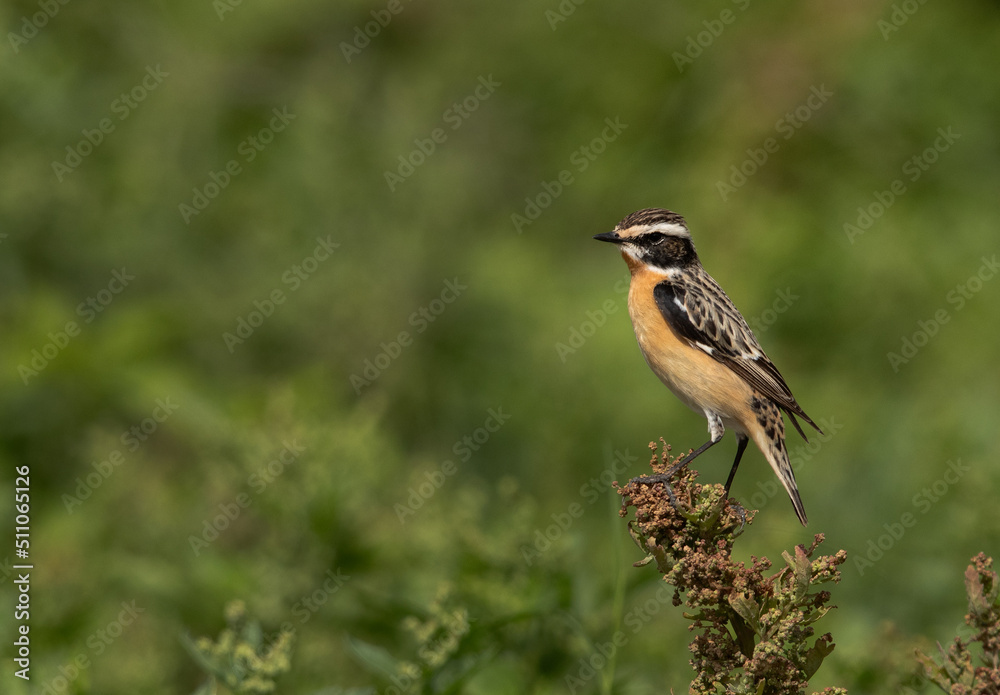 Fototapeta premium Whinchat perched on green, Bahrain
