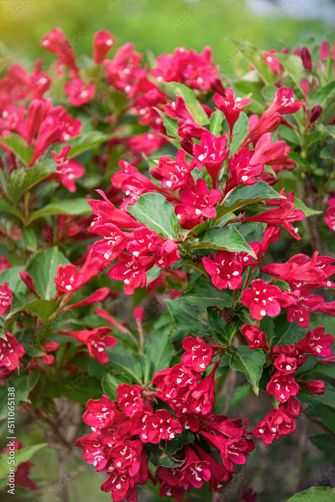 Pink delicate weigela flowers in the spring garden	