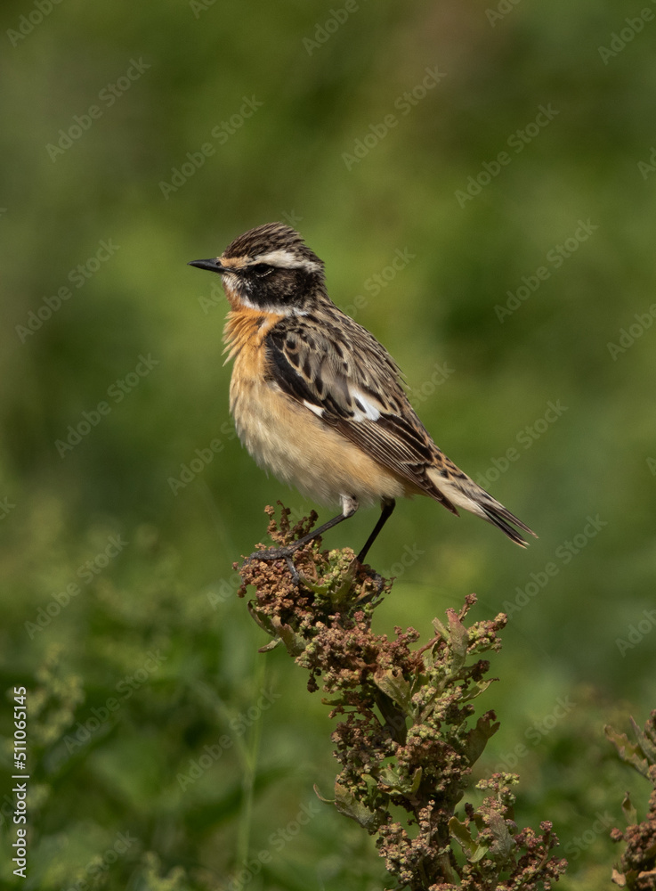 Whinchat perched on green plant, Bahrain