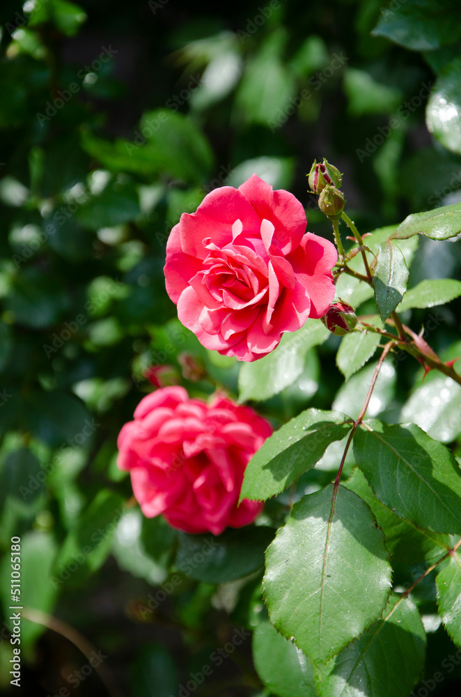 Pink rose in garden Pink rose in garden