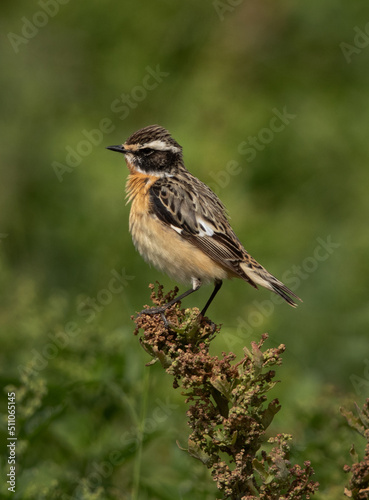 Whinchat perched on green plant, Bahrain © Dr Ajay Kumar Singh