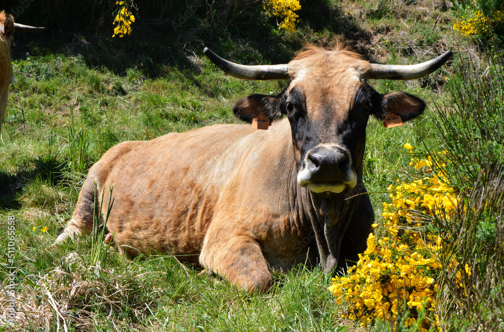 Beautiful Aubrac cow breed lying in a meadow with a genisteae plante. Beautiful Aubrac cow breed lying in a meadow with a genisteae plante.