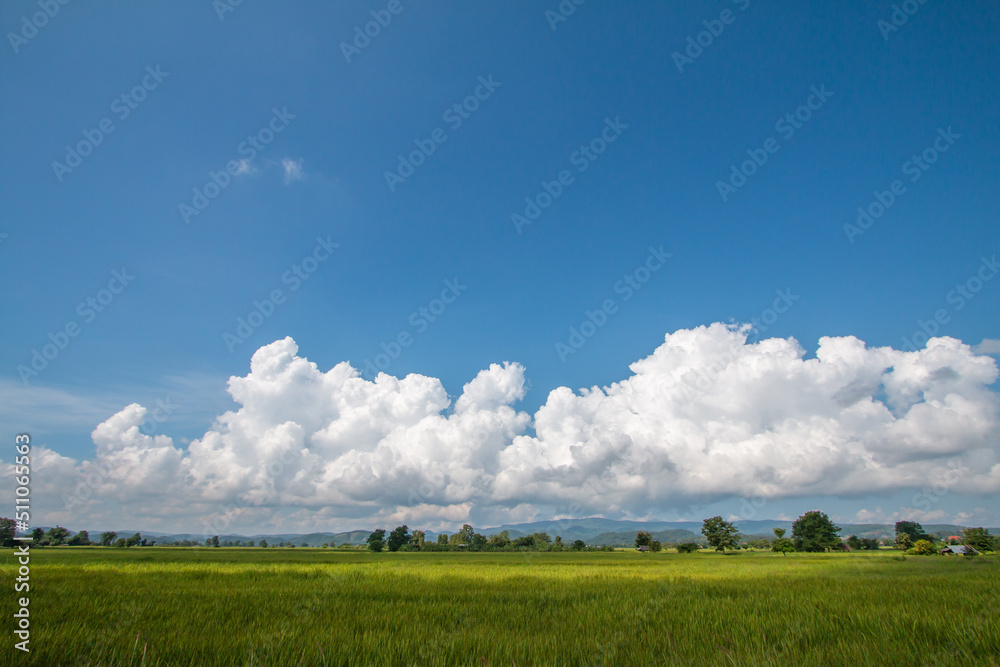Beautiful rice fields with contrasting skies Beautiful rice fields with contrasting skies