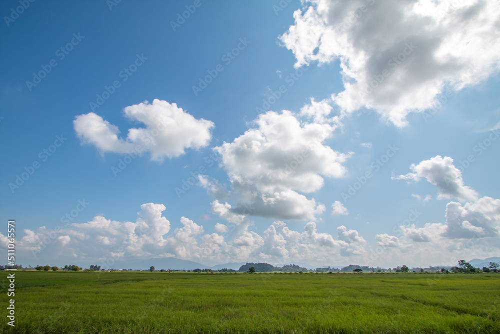 Beautiful rice fields with contrasting skies Beautiful rice fields with contrasting skies
