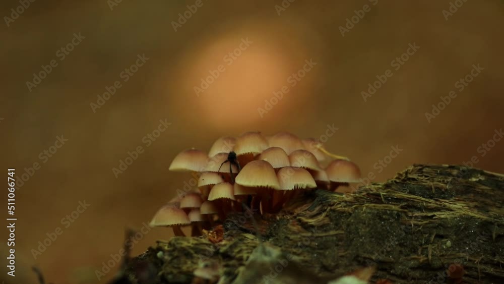 Group of wild mushrooms in the forest Group of wild mushrooms in the forest
