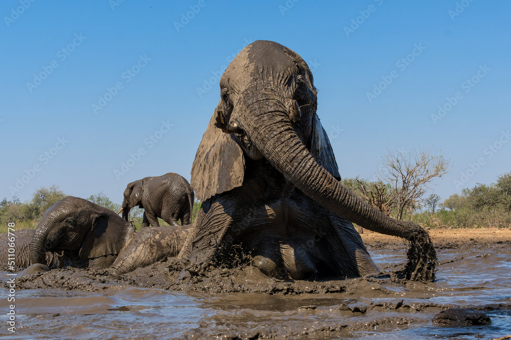 Fototapeta premium Elephants drinking ans taking a bath in a waterhole in Mashatu Game Reserve in the Tuli Block in Botswana.