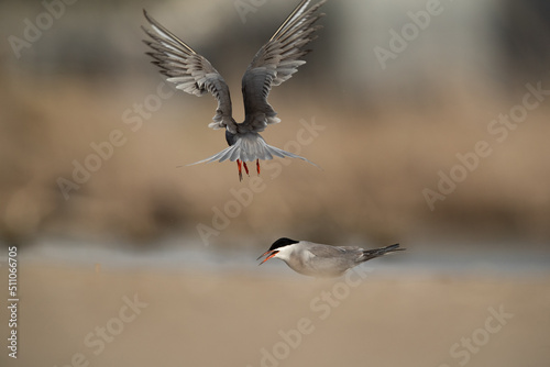 White-cheeked Tern feeding his mate at Asker marsh, Bahrain © Dr Ajay Kumar Singh