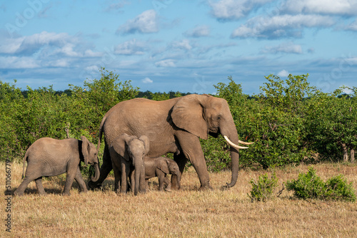 Elephants herd walking in Mashatu Game Reserve in the Tuli Block in 
