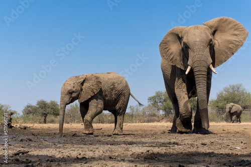 Elephants in a Game Reserve in the Tuli Block in Botswana. Mother and baby visiting a waterhole.