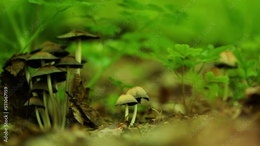 Group of wild mushrooms in the forest Group of wild mushrooms in the forest