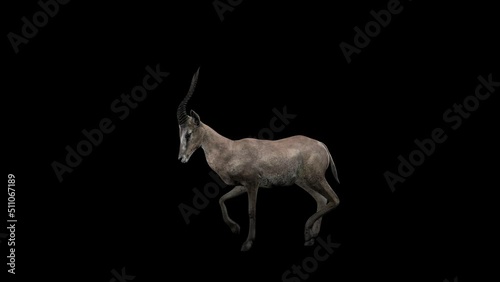 Jungle Gazelle Walking Side View animation.Full HD 1920×1080.06 Second Long.Transparent Alpha video.LOOP. photo