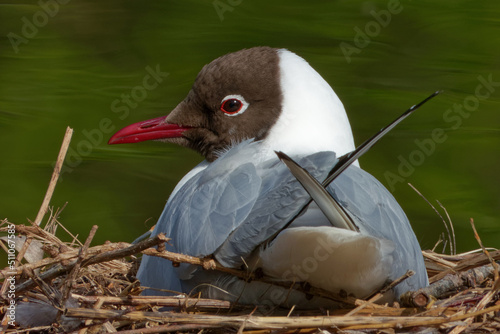 Black-headed gull incubating her eggs in the nest on a little island.
