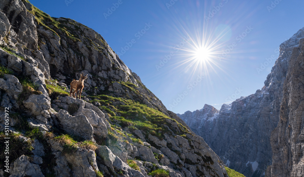 Alpine Ibex in the Julian Alps